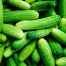 Fresh 25 Seeds Nevada Cucumbers Vegetable Planting Cucks Crunchy Tasty Vegs Garden