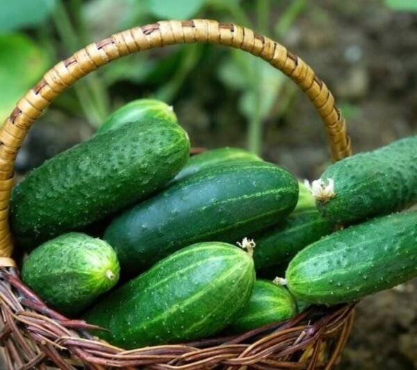 Fresh 25 Seeds Georgia Cucumbers Southern Vegetable Planting Cucks Pickling Pi Garden