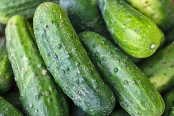 Fresh 25 Seeds Connecticut Cucumbers Crop Seeds Pickling Salad Vegetable Garden