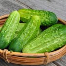 Fresh 25 Seeds Pickling Cucumbers National Pickling Cucks Vegetable Planting Garden