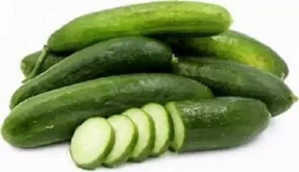 Fresh 25 Seeds Oregon Cucumbers 8"" Long Cucks Easy Growing Vegetables Pickling Garden