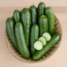 Fresh 25 Seeds California Cucumbers Easy To Grow Fast Harvest Of 50 Garden
