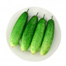 Fresh 25 Seeds New York Cucumbers New Crop Planting Vegetable Pickling C Garden
