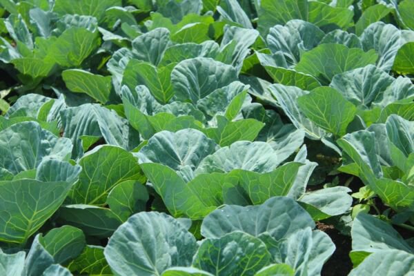 Fresh 100 Seedstn Mountain Collards Southern Seeds Heirloom Non-Gmo Food Garden