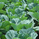 Fresh 100 Seedstn Mountain Collards Southern Seeds Heirloom Non-Gmo Food Garden