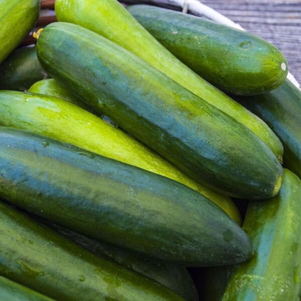 Fresh 25 Seeds Wyoming Cucumbers Great Tasting Cucks Fast Growing Vegetables Planting Garden