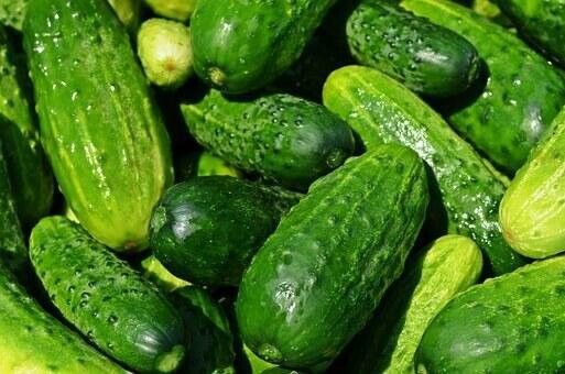 Fresh 25 Seeds Colorado Cucumbers Pickling Size Cucks Harvest 54 Garden