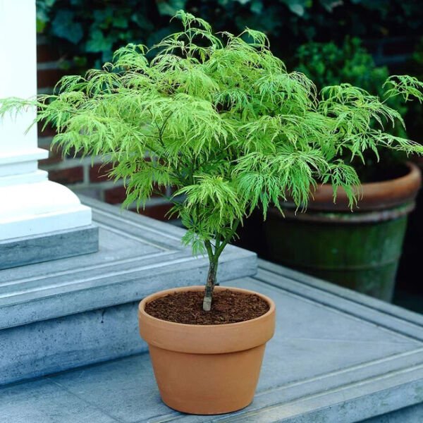 Fresh 10 Seeds Green Japanese Maple Tree Seeds Are Hulled For Faster Growth Garden