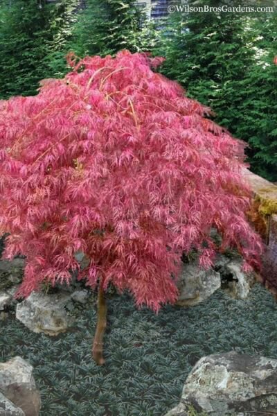 Fresh 10 Seeds Pink Japanese Ghost Maple Tree Seeds R Hulled For Faster Growth Garden