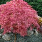 Fresh 10 Seeds Pink Japanese Ghost Maple Tree Seeds R Hulled For Faster Growth Garden