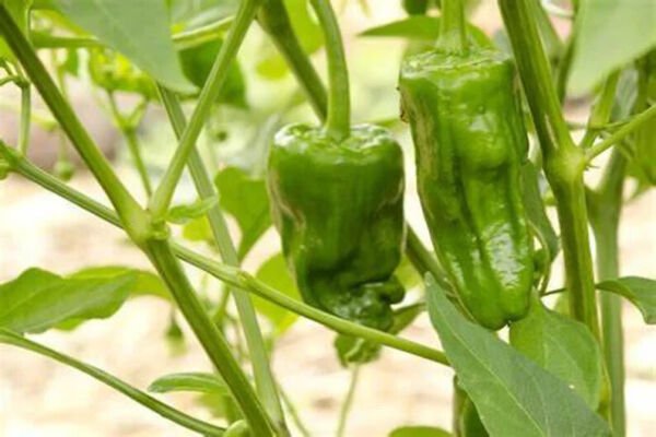 Fresh 25 Seeds Padron Peppers Edible Planting Vegetable Garden