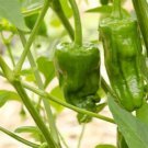 Fresh 25 Seeds Padron Peppers Edible Planting Vegetable Garden