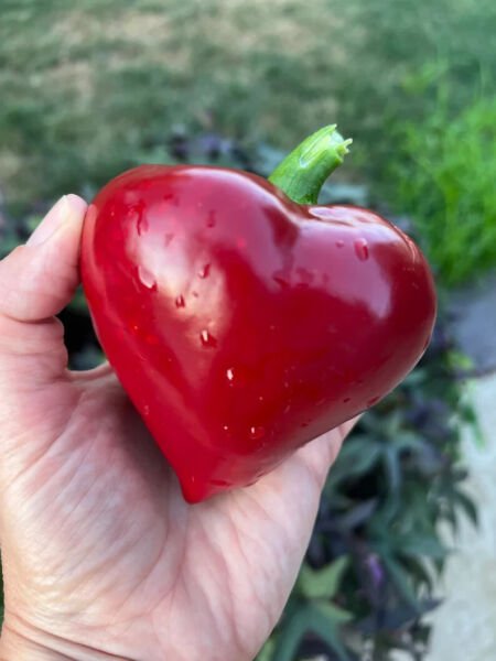 Fresh 25 Seeds Lesya Red Paprika Peppers Ukranian Edible Planting Vegetable Garden