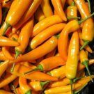 Fresh 25 Seeds Tequila Sunrise Sweet Peppers Edible Planting Vegetable Garden