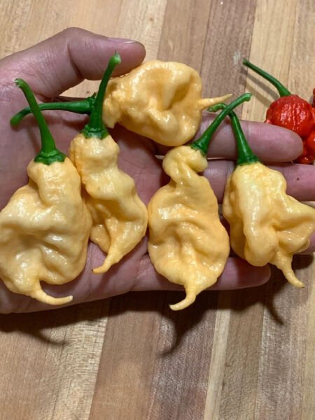 Fresh 25 Seeds Peach Ghost Scorpion Peppers Edible Planting Vegetable Garden