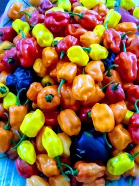 Fresh 25 Seeds Mixed Peppers Edible Planting Vegetable Garden