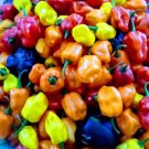 Fresh 25 Seeds Mixed Peppers Edible Planting Vegetable Garden
