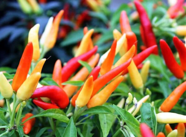 Fresh 25 Seeds Heirloom Tabasco Peppers Edible Planting Vegetable Garden