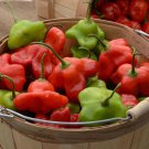 Fresh 25 Seeds Mad Hatter Chili Peppers Edible Planting Vegetable Garden