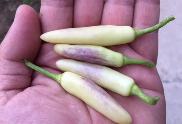 Fresh 25 Seeds White Thai Peppers Edible Planting Vegetable Garden