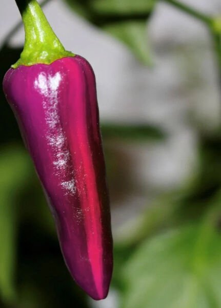 Fresh 25 Seeds Purple Tiger Hot Peppers Edible Planting Vegetable Garden