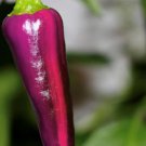 Fresh 25 Seeds Purple Tiger Hot Peppers Edible Planting Vegetable Garden