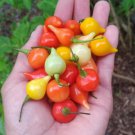 Fresh 25 Seeds Brazilian Biquinho Peppers Edible Planting Vegetable Garden