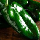Fresh 25 Seeds Ancho Poblano Grande Peppers Edible Planting Vegetable Garden