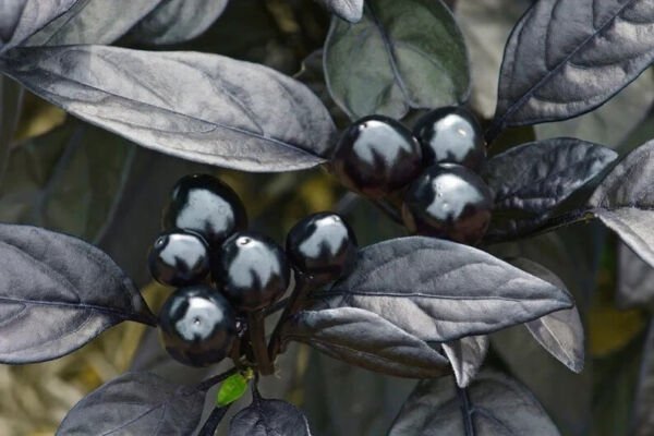 Fresh 25 Seeds Black Pearl Hot Peppers Edible Planting Vegetable Food Garden