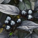 Fresh 25 Seeds Black Pearl Hot Peppers Edible Planting Vegetable Food Garden