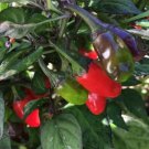 Fresh 25 Seeds Variegated Jigsaw Peppers Edible Planting Vegetable Garden