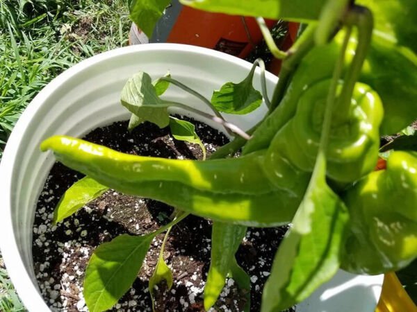 Fresh 25 Seeds Big Bang Peppers Sweet Plant Vegetable Garden