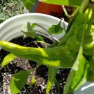 Fresh 25 Seeds Big Bang Peppers Sweet Plant Vegetable Garden