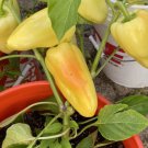 Fresh 25 Seeds Gypsy Sweet Peppers Planting Vegetable Garden