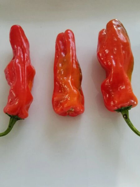 Fresh 25 Seeds Aleppo Peppers Heirloom Vegetable Food Spicy Hot Garden