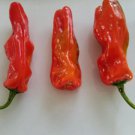 Fresh 25 Seeds Aleppo Peppers Heirloom Vegetable Food Spicy Hot Garden