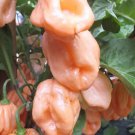 Fresh 25 Seeds Pink 7 Garden