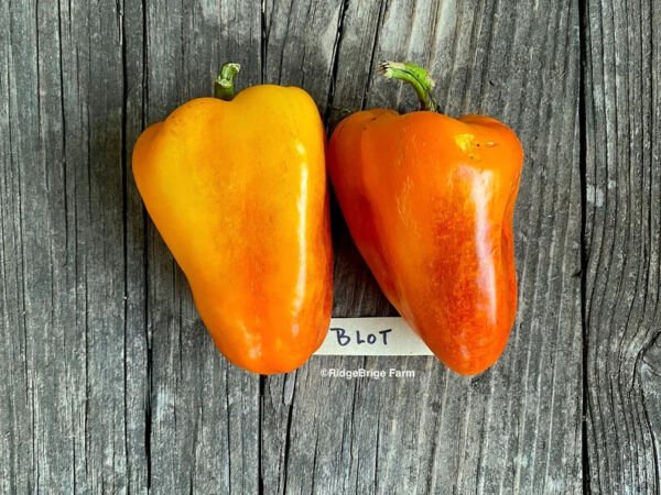 Fresh 25 Seeds Blot Heirloom Sweet Peppers Heirloom Vegetable Garden