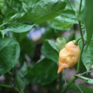 Fresh 25 Seeds Habanada Peppers Heirloom Hot Spicy Vegetable Garden