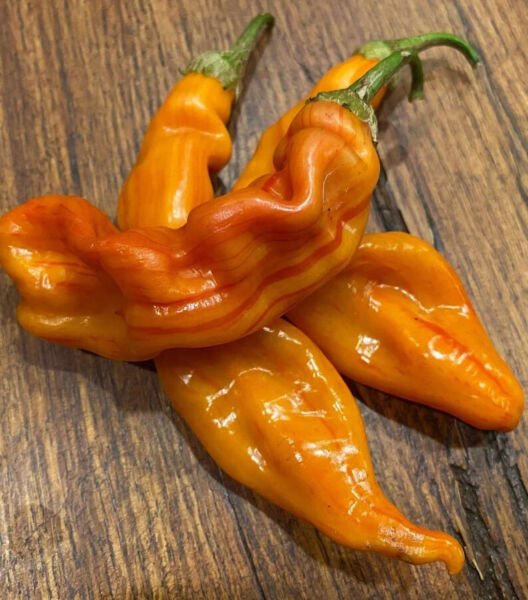 Fresh 25 Seeds Sugar Rh Peach Peppers Striped Stripey Bacon Malawi Piquante Heirloom Garden