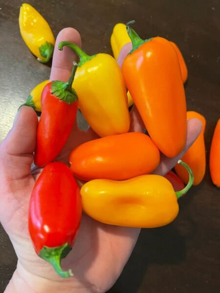 Fresh 25 Seeds Lunchbox Peppers Mixed Pack Vegetable Food Mild Easy Grow Garden