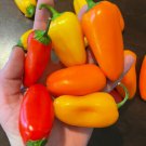 Fresh 25 Seeds Lunchbox Peppers Mixed Pack Vegetable Food Mild Easy Grow Garden