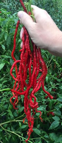 Fresh 25 Seeds Thunder Mountain Longhorn Peppers Cayenne Heirloom Vegetable Garden