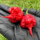 Fresh 25 Seeds Carolina Reaper Peppers Very Hot Spicy Vegetable Garden
