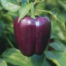 Fresh 25 Seeds Purple Bell Pepper Organic Seeds - Heirloom Open Pollinated Vegetable Garden