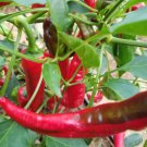 Fresh 25 Seeds Jimmy Nardello Sweet Red Peppers Planting Vegetable Garden