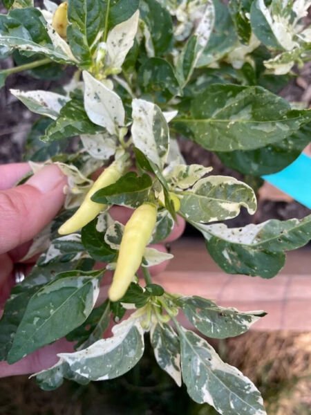 Fresh 25 Seeds Variegated Calcatta Pepper Vegetable Seeds Food Spicy Hot Garden