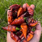 Fresh 25 Seeds Black Panther Pepper Seeds Premium Packet Rare Garden