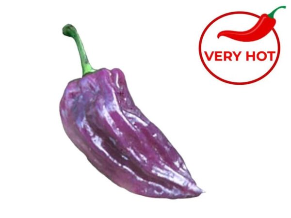 Fresh 25 Seeds Purple Ghost Pepper Seeds- Bhut Jolokia Hot Vegetable Spicy Garden