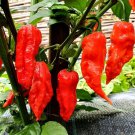 Fresh 25 Seeds Heirloom Super-Hot Ghost Bhut Jolokia Red Peppers Garden